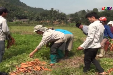 Xây dựng nông thôn mới khu vực miền núi phía Bắc: Không còn xã dưới 5 tiêu chí