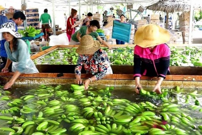  Quy chuẩn của các thị trường khó tính, rào cản lớn cho nông, thủy sản Việt