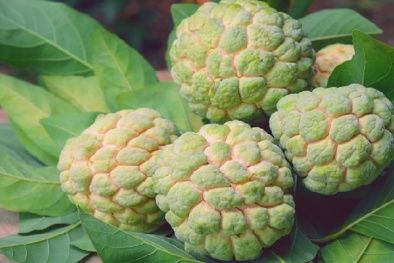 Đến hẹn lại lên, na bở được dịp ‘đắt như tôm tươi’