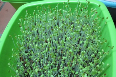 Nguy cơ ngộ độc từ rau mầm xanh mơn mởn