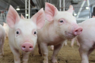 Giá lợn tại miền Bắc và miền Nam tiếp tục tăng mạnh