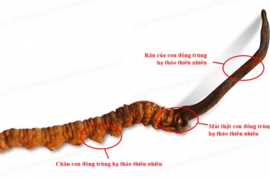 Phân biệt đông trùng hạ thảo thật - giả
