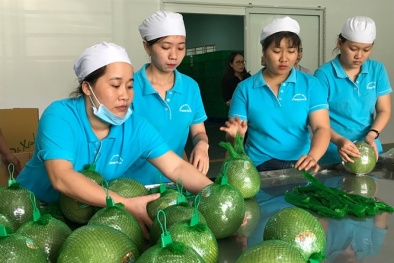 Xuất khẩu trái cây sang Trung Quốc: Tuân thủ tiêu chuẩn kỹ thuật là con đường bền vững nhất