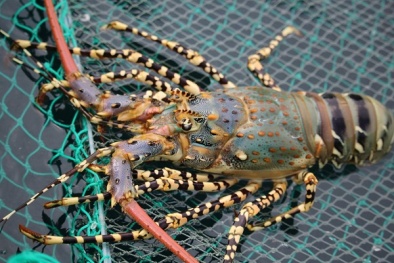 Sự thật đằng sau những con tôm hùm giá rẻ?