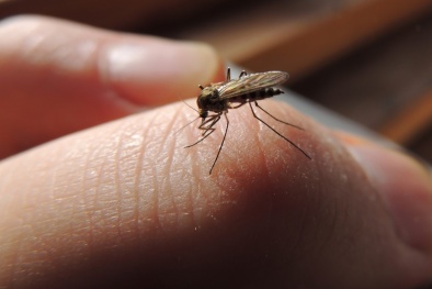 Thiết bị diệt muỗi bằng sóng âm: Chưa đuổi được đã mang bệnh vào người