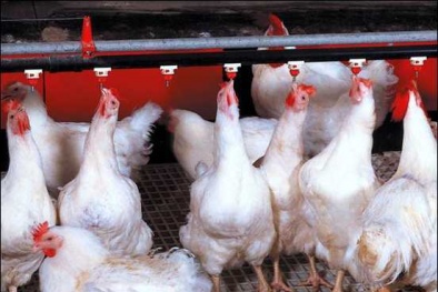 Giá thịt gà trong nước chạm đáy: Chuyên gia đã cảnh báo từ trước