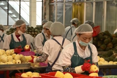 Xuất khẩu bền vững nông thủy sản vào Trung Quốc nhờ truy xuất và tiêu chuẩn