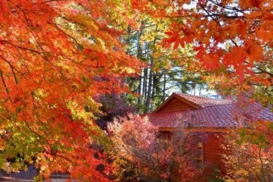 Đài Loan mùa thu, đi đâu thưởng ngoạn mùa lá đỏ?