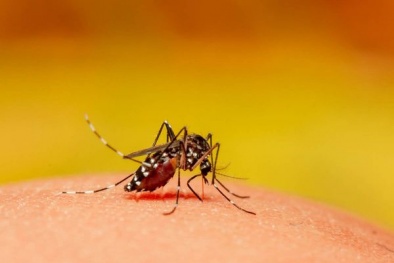 Phát hiện loại vi khuẩn 'khắc tinh' của virus sốt xuất huyết 