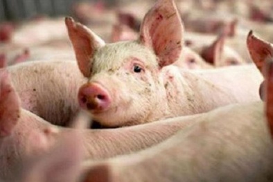 Giá lợn hơi tiếp tục tăng cao