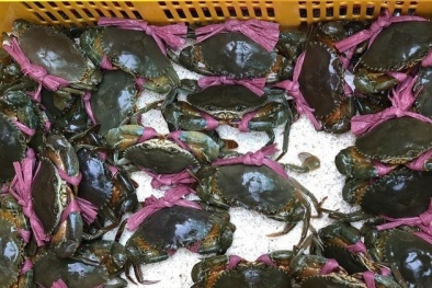 Thực hư cua biển Việt Nam giá đắt đỏ, xuất sang Trung Quốc chỉ 46 nghìn đồng/kg