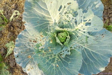 Cách phòng diệt hiệu quả sâu tơ - 'kẻ thù' số 1 của các loại rau cải 