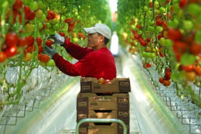 Ứng dụng khoa học công nghệ giải bài toán chất lượng cho sản phẩm nông nghiệp