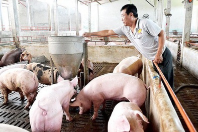 Giá lợn hơi sắp chạm ngưỡng 70.000 đồng một kg