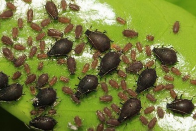 'Giải cứu' cây mè khi bị rệp muội đen tấn công