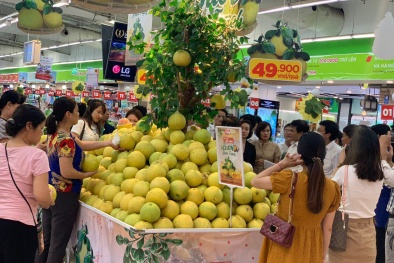 Tạo đầu ra ổn định và bền vững cho trái bưởi Phúc Trạch