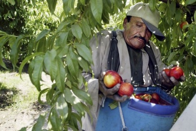 Mỹ sẽ cấm một loại thuốc trừ sâu nông nghiệp có thể gây tổn thương não trẻ em