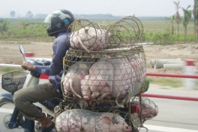 Nghiêm cấm vận chuyển lợn, thịt lợn trái phép ra, vào Việt Nam