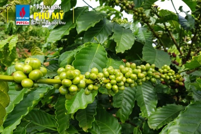 Phân bón Phú Mỹ mang lại vụ mùa bội thu cho cà phê Tây Nguyên