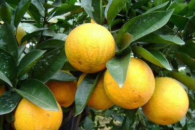 Mở rộng khu vực địa lý trồng cam 'Vinh'