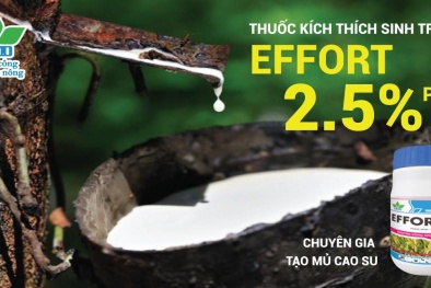 Effort 2.5% Paste – 'chuyên gia' tạo mủ cao su