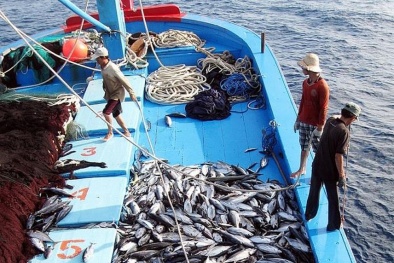 EC: Việt Nam cần quyết liệt hơn trong chống khai thác hải sản trái phép