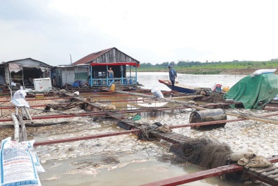 Chất lượng nước sông Đồng Nai ô nhiễm vượt quy chuẩn