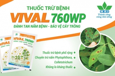 Nông dược HAI sắp ra mắt sản phẩm trừ nấm bệnh mới nhất