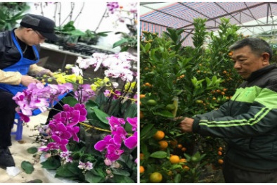 Nhiều làng hoa ở Hà Nội sẵn sàng cho vụ Tết Nguyên đán 