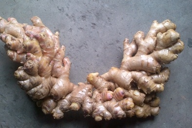 Đăng ký bảo hộ chỉ dẫn địa lý cho sản phẩm gừng Kỳ Sơn