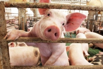 Dự báo thiếu khoảng 200.000 tấn thịt lợn dịp Tết
