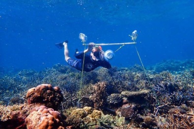 Đặt loa âm thanh dưới nước có thể giúp khôi phục các rặng san hô bị hư hại