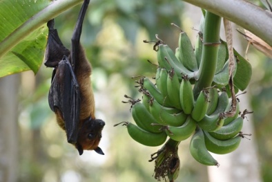 Cảnh báo - Một loài dơi chuyên ăn quả mang virus nguy hiểm lan rộng