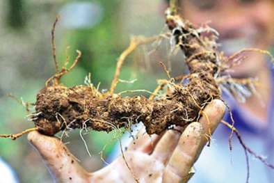 Ngăn chặn nạn sâm Ngọc Linh giả