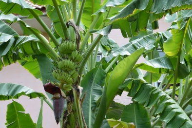 Thân cây chuối có thể được tận dụng để sản xuất vật liệu bao gói thay thế túi nilon 