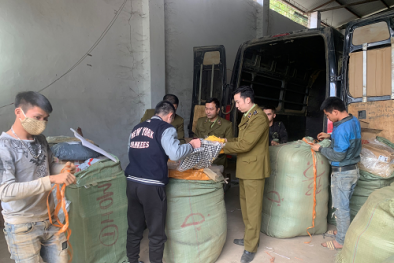 Nhập lậu giầy thể thao nam giả nhãn hiệu bị phát hiện và thu giữ