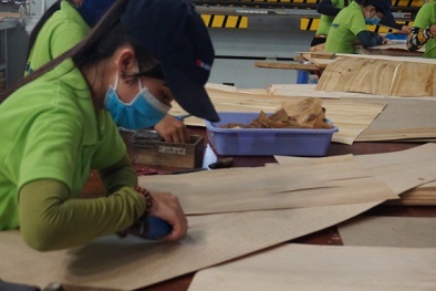 Hàn Quốc điều tra chống bán phá giá với gỗ dán Việt Nam