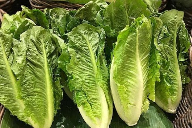 Số lượng người nhiễm khuẩn E.coli sau khi dùng xà lách romaine tiếp tục tăng