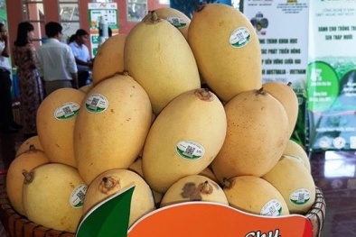 Bảo hộ Chỉ dẫn địa lý 'Cao Lãnh' cho sản phẩm xoài 