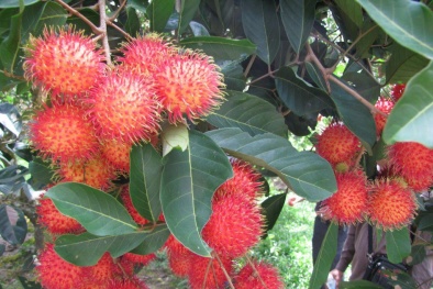 Phòng trừ bệnh phấn trắng trên cây chôm chôm