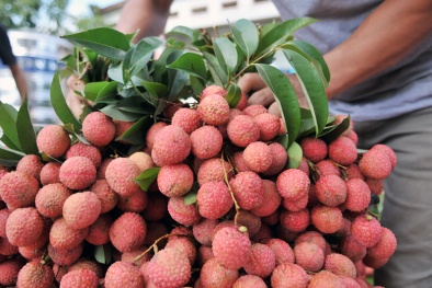 Sau 5 năm đàm phán, vải thiều chính thức xuất khẩu sang Nhật Bản
