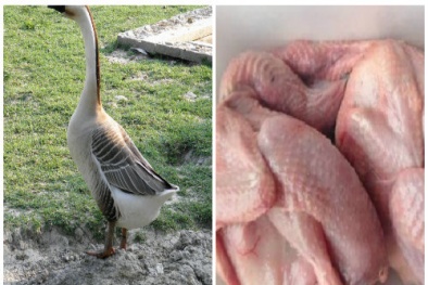 Thịt ngỗng bổ dưỡng nhưng một số phần thịt không nên ăn