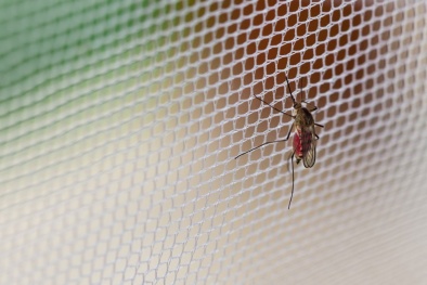 Màn tiêu diệt muỗi - phát minh mới từ các nhà khoa học Anh