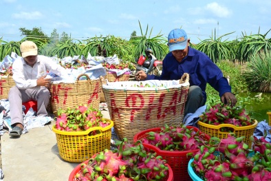 Làm thế nào để không tái diễn tình trạng nông sản ùn ứ ở cửa khẩu?