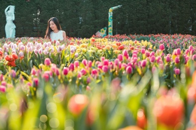 1,5 triệu bông tulip và hàng triệu đóa hồng đủ chủng loại, Tết này chỉ cần đi Bà Nà là đủ thấy 'mắt biếc' rồi