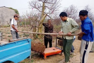 Cận Tết: Chở đào, quất thuê kiếm tiền triệu mỗi ngày 