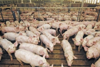 Giá heo hơi ngày 03/01/2020: Giá heo hơi trên thị trường ba miền tiếp tục giảm mạnh