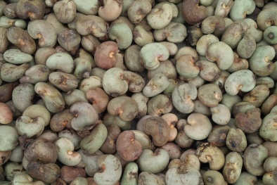 Cần nhanh chóng xây dựng và ban hành Quy chuẩn Quốc gia về hạt điều thô