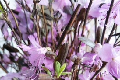 Hoa đỗ quyên ngủ đông tái xuất, chuyên gia cảnh báo nguy hiểm