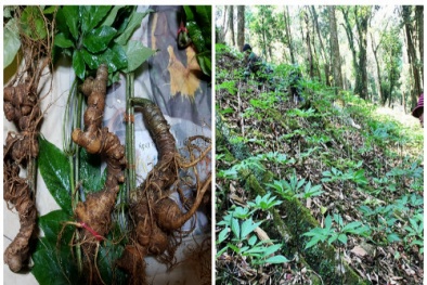 Cận Tết, Sâm Ngọc Linh giả lại được dịp 'tung hoành'